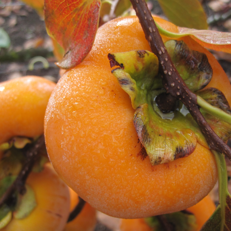 Persimmon Facts  – Why are some better than others