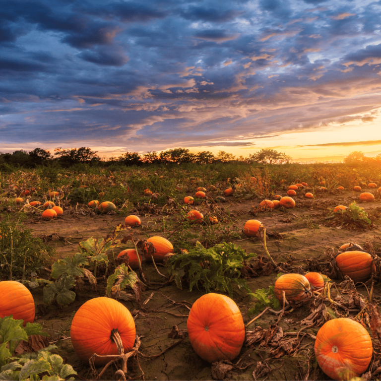 Pumpkin is SO healthy!