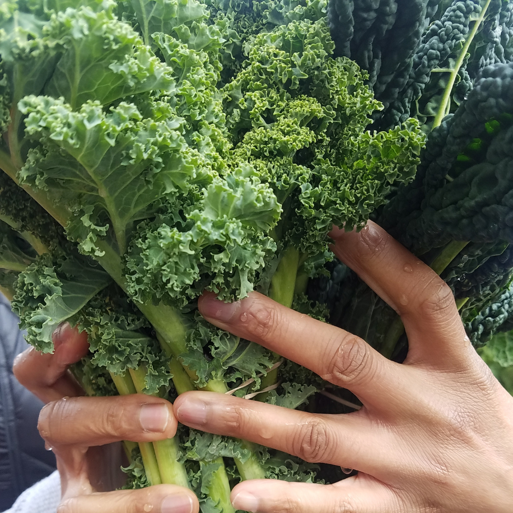 someone holding kale